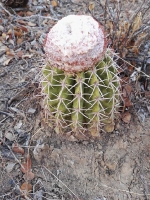 Tour desierto de la Tatacoa_23